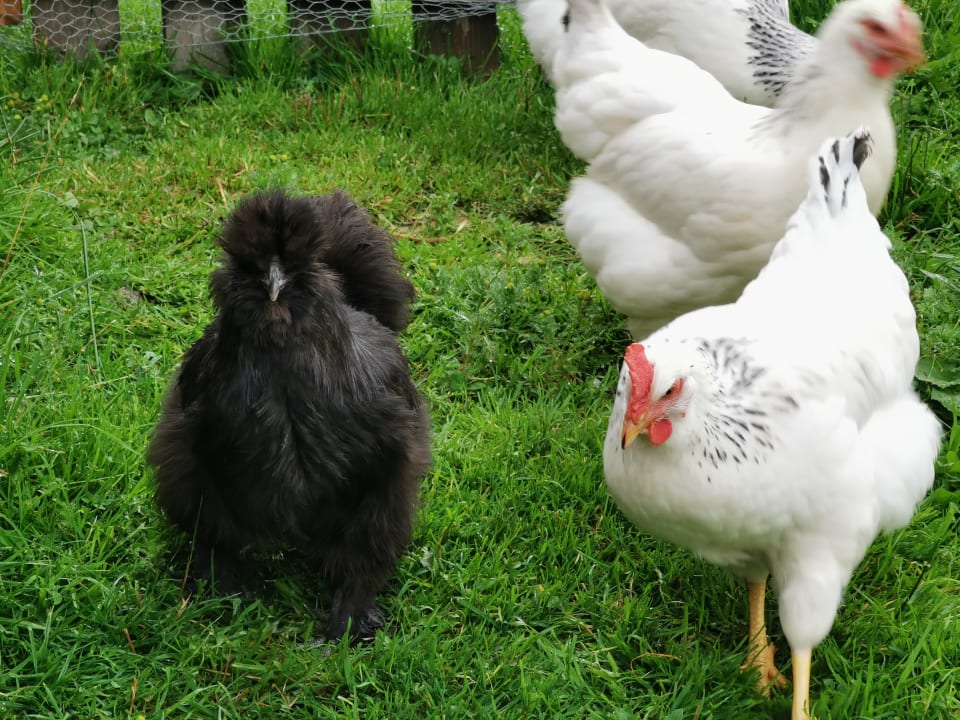 Gartenanlage Hotel Neubergerhof