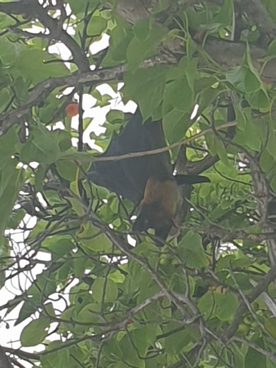 Sonstiges NH Collection Maldives Reethi Resort