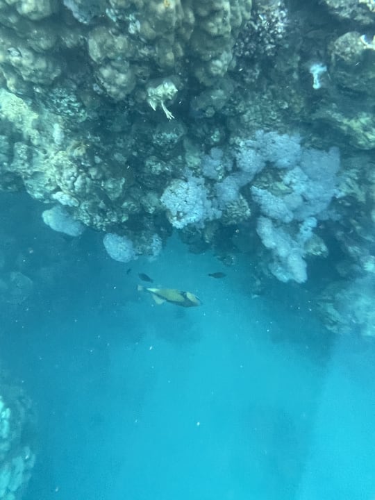 Strand Steigenberger Coraya Beach - Adults only