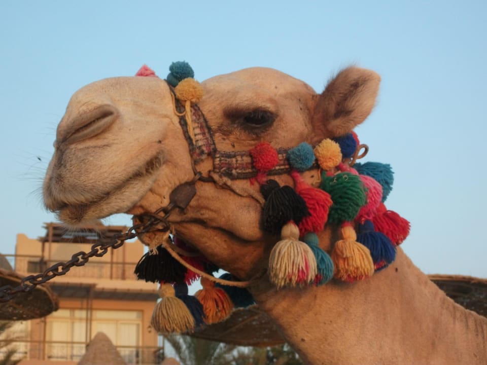 Hoteleigenes Kamel Desert Rose