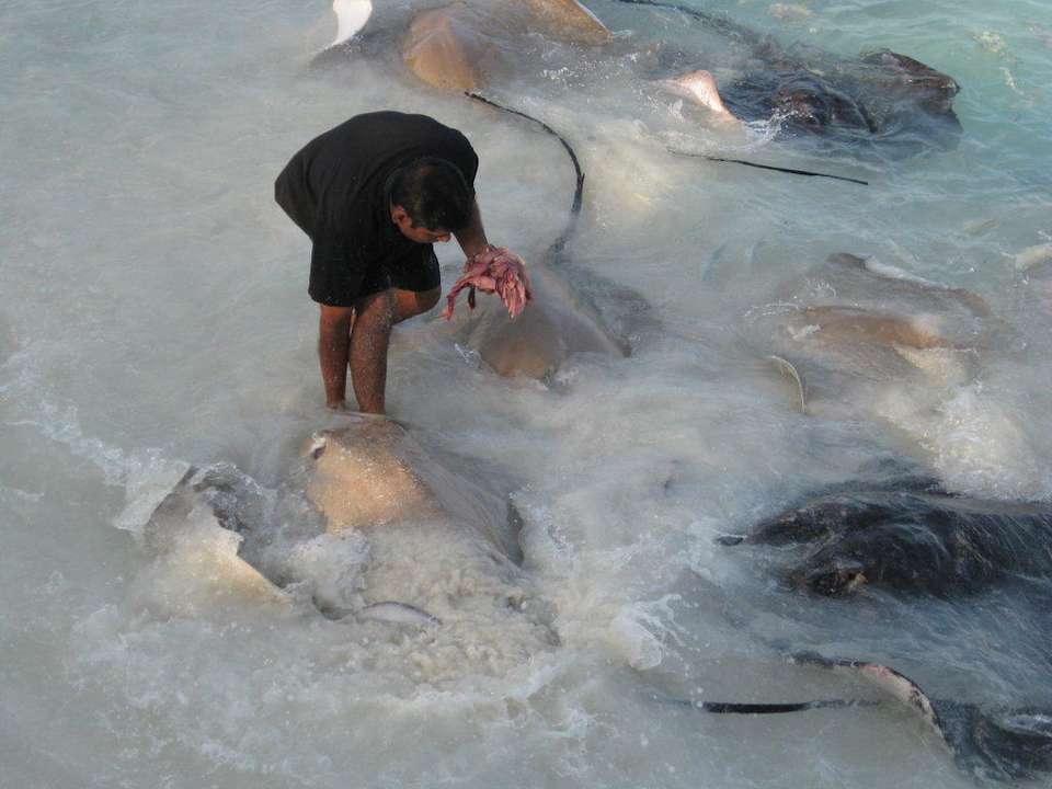 Rochenfütterung NH Collection Maldives Reethi Resort