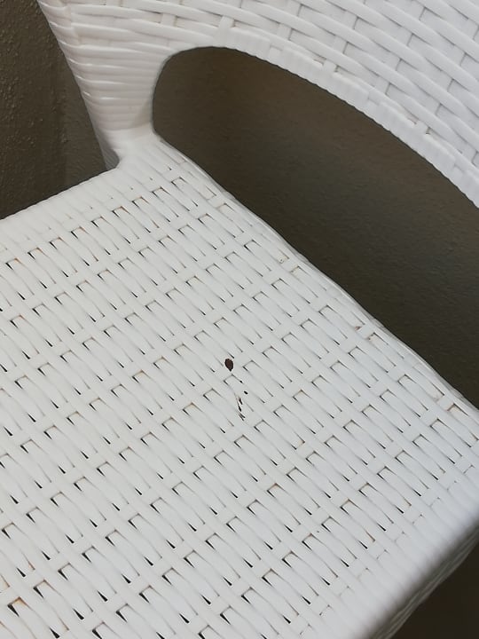 Zimmer Seashell Vega