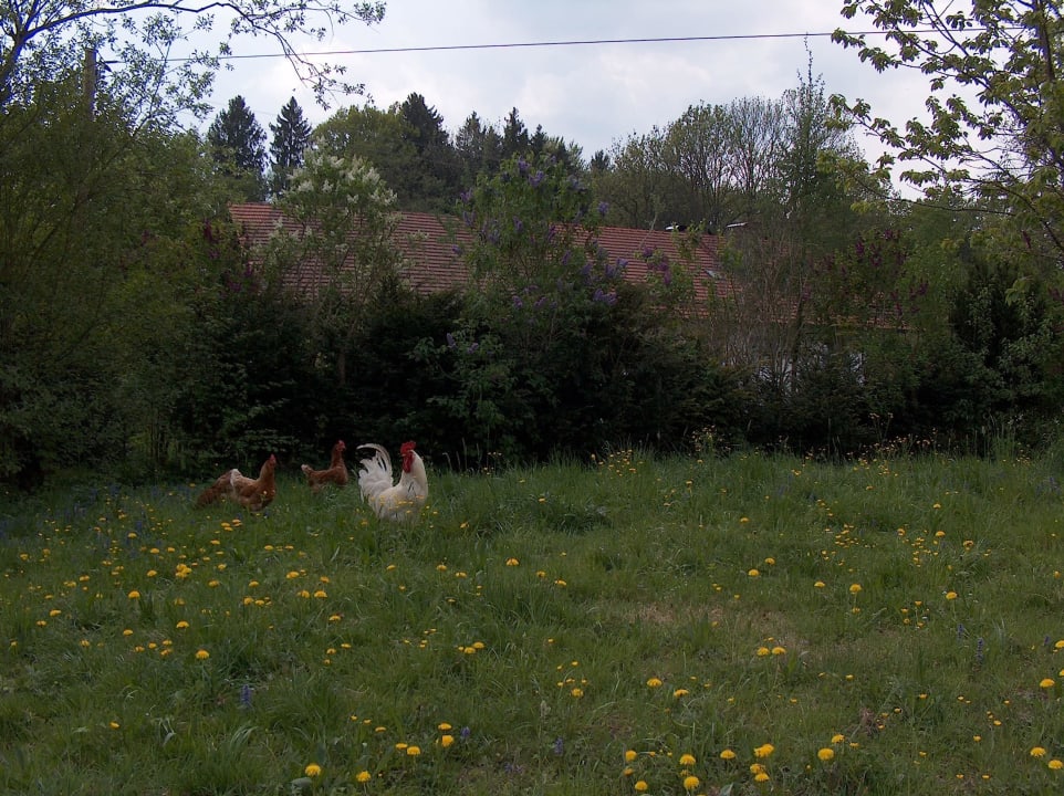 Auf dem Hof... Stettnerhof