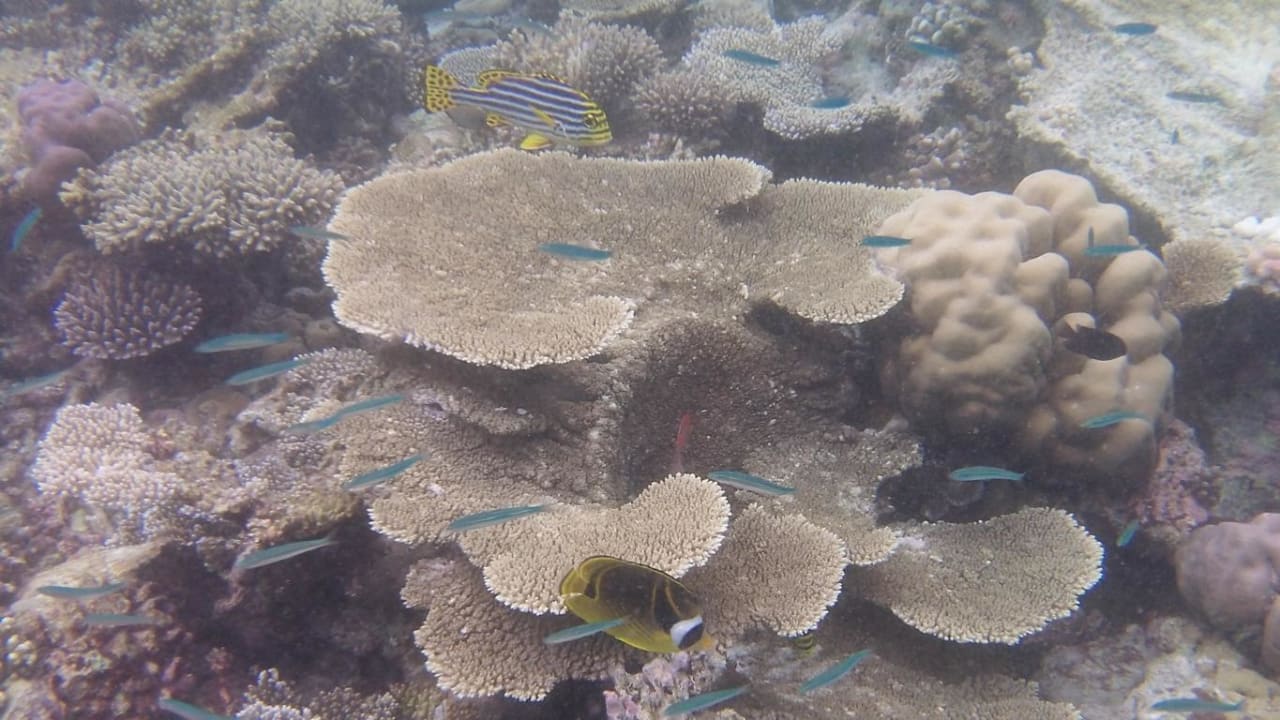 Hausriff Eri Maldives