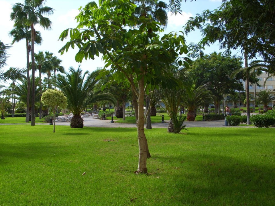 Palmen, Bäume und Kakteen wo man nur hinsieht Hotel Riu Gran Canaria