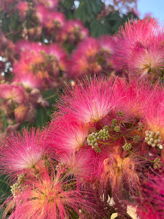 Gartenanlage Villaggio Baia Del Monaco