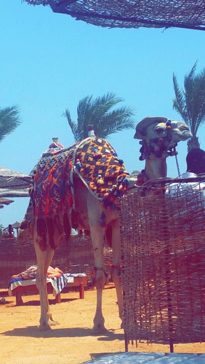 Beach Camel Le Jardin Aqua Park Resort