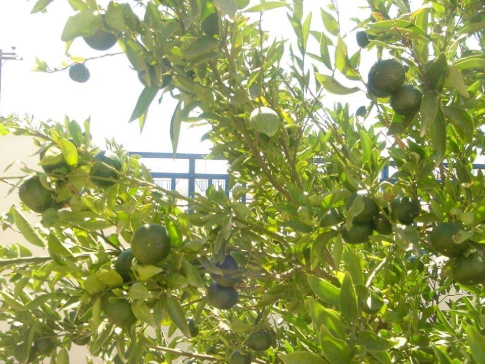 Owoce z hotelowego ogrodu Palm Bay