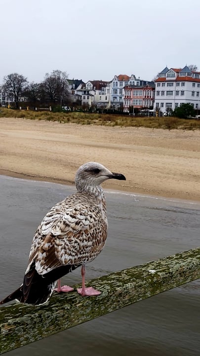 Außenansicht SEETELHOTEL Kaiserstrand Beachhotel