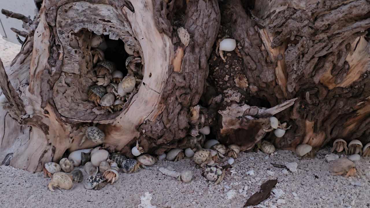 Gartenanlage Adaaran Select Hudhuran Fushi - Premium All Inclusive