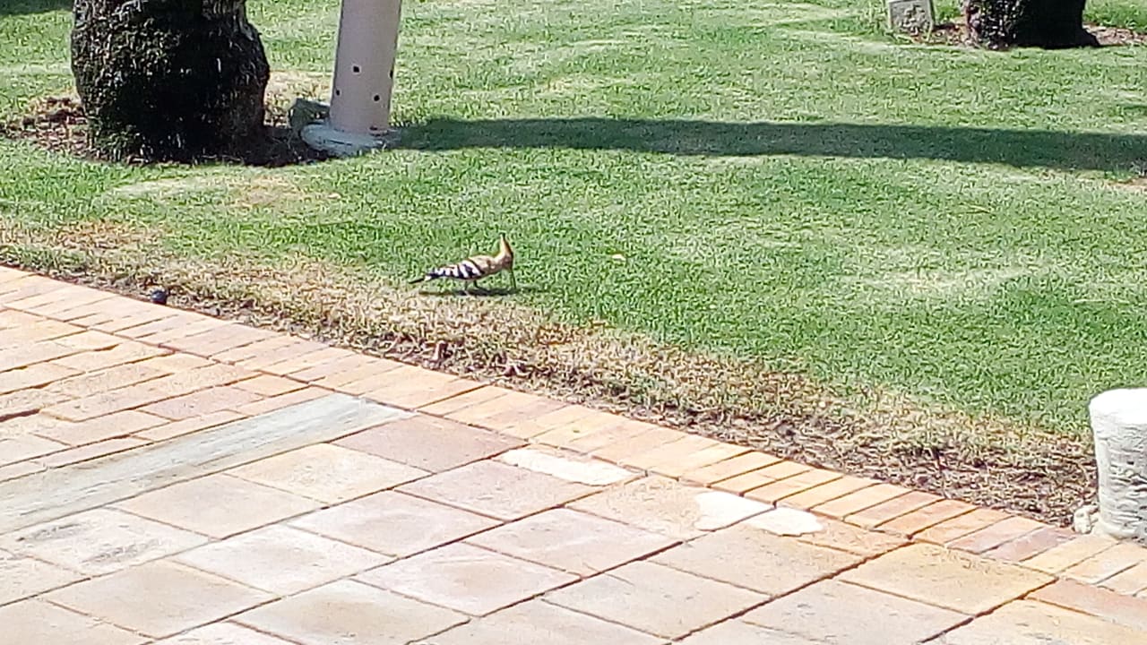 Gartenanlage Ghazala Gardens