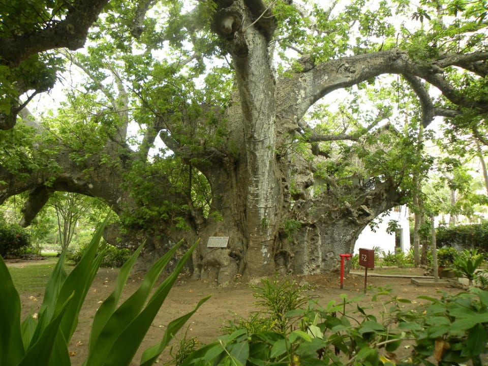 Baum Hotel Papillon Lagoon Reef