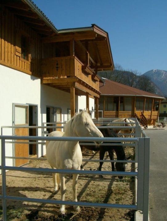 Pferdestall mit Reitpferden und Ponys POST Family Resort