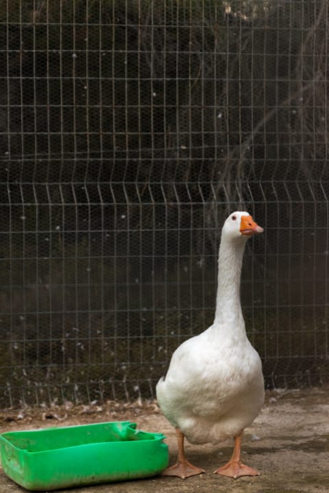 Sport & Freizeit Atlantica Plimmiri