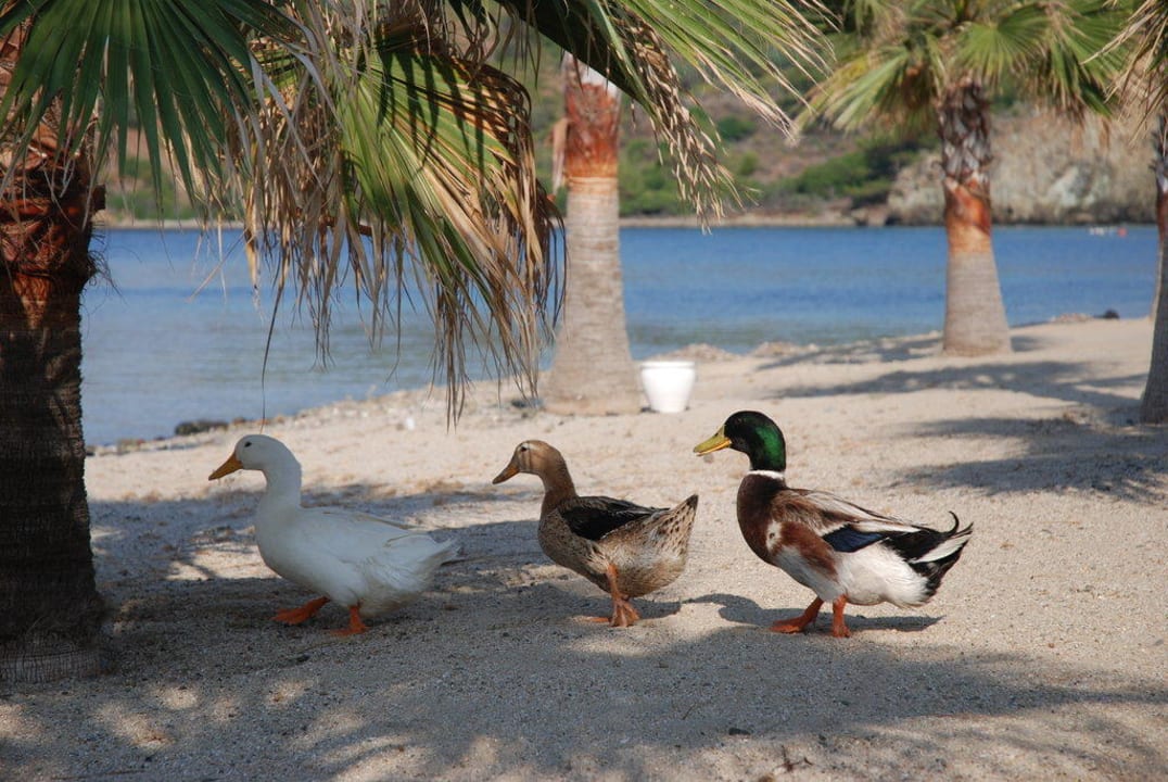 Einfach süß D Maris Bay