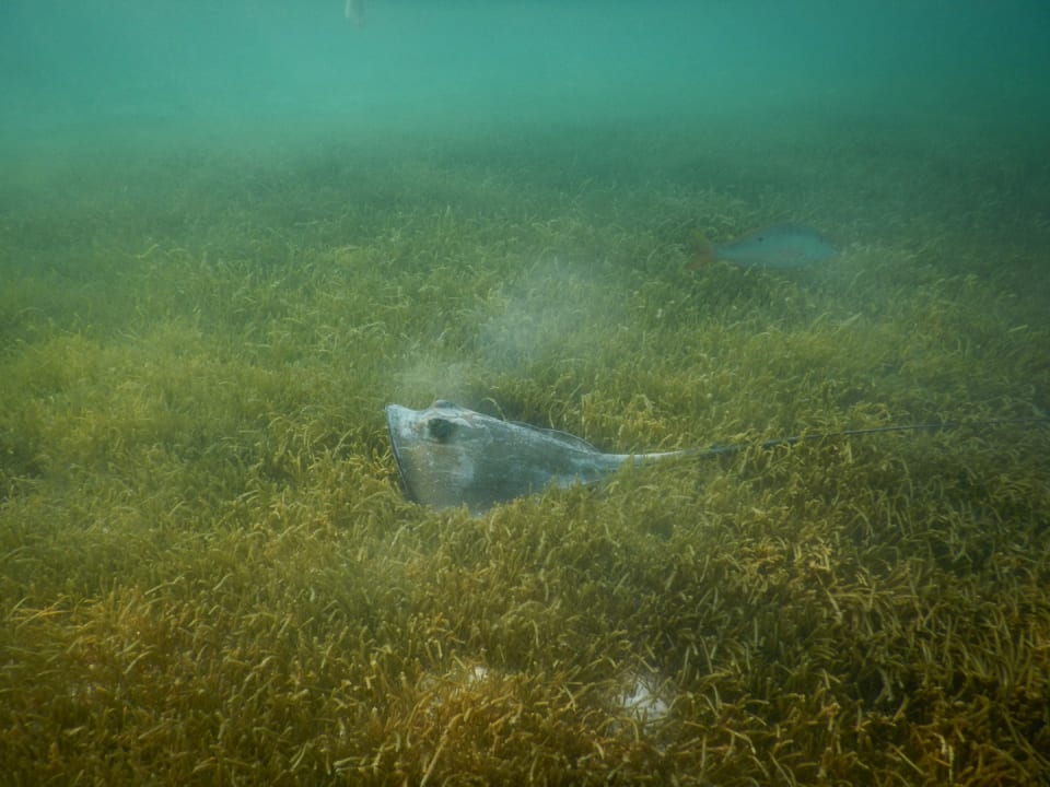 Pool Akumal Bay Beach & Wellness Resort