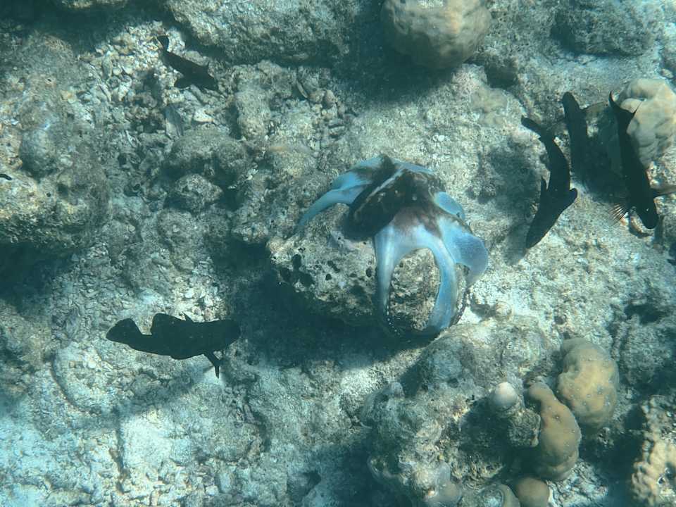 Strand Kuredu Island Resort & Spa