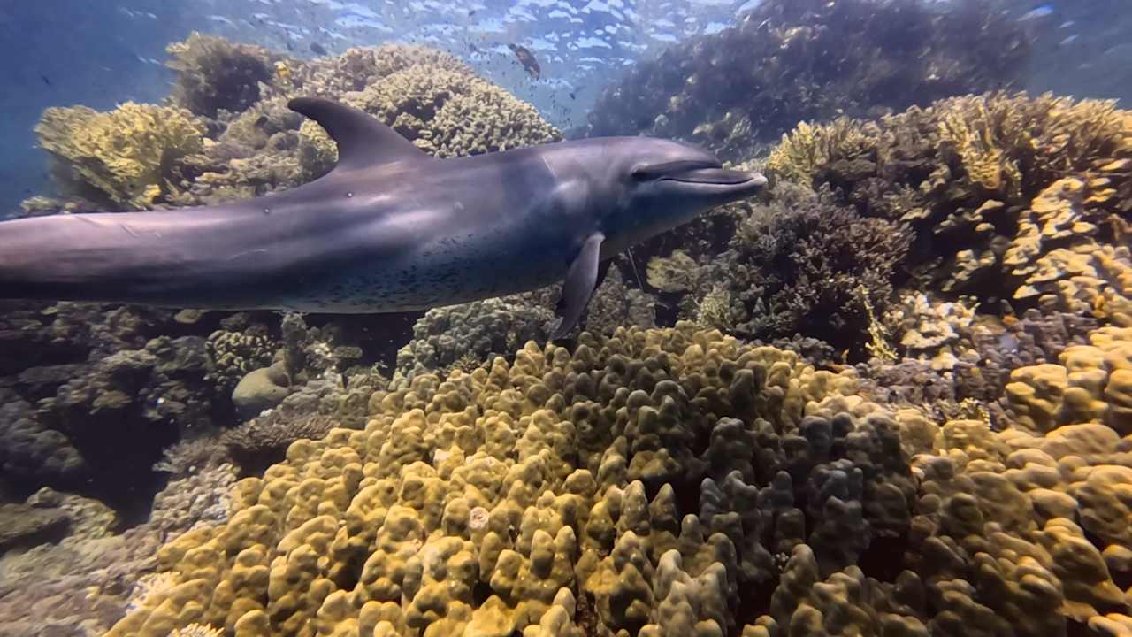 Sport & Freizeit Mövenpick Resort El Quseir