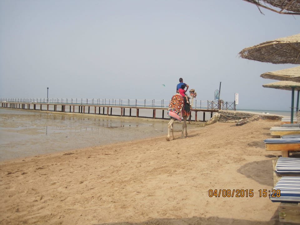 Tour on a camel Golden Beach Resort