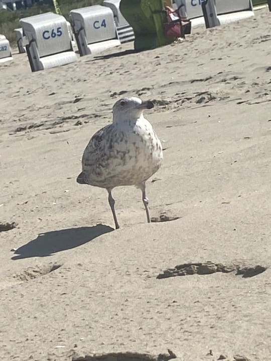 Strand Aparthotel Strandhus Familie Herrgott
