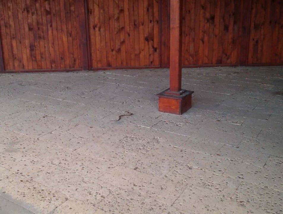 Kleine Schlange Hotel Russalka