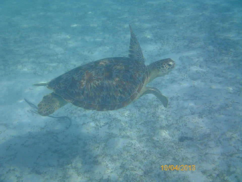 Direkt am Hotelstrand Kuredu Island Resort & Spa