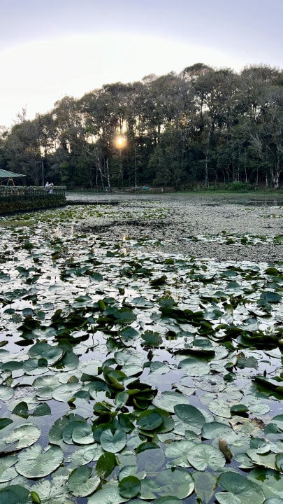Gartenanlage Hotel Selva Negra