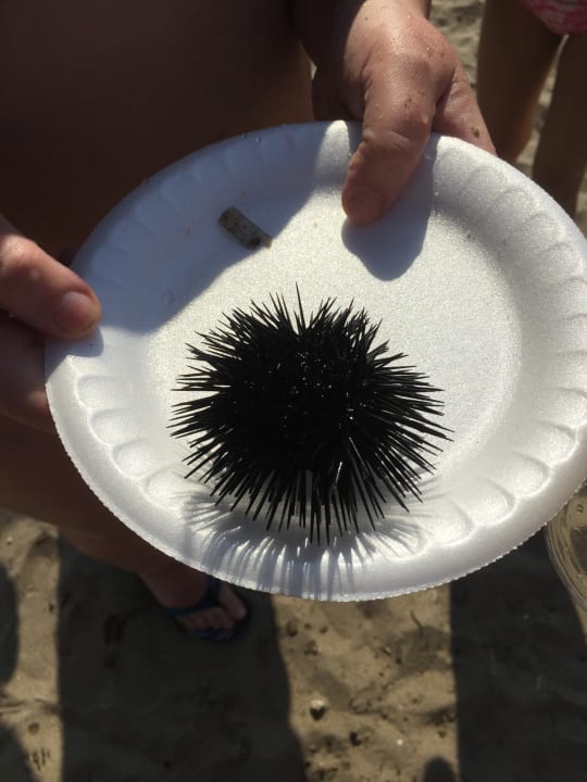 Sonstiges Dogan Paradise Beach