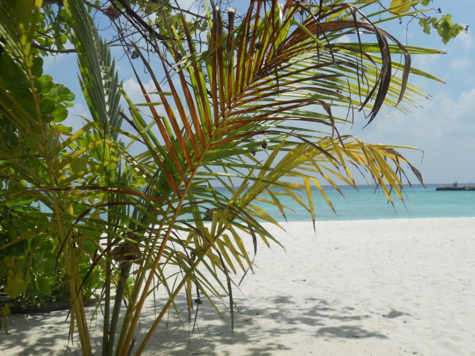 Strand bei Bungi 11 Summer Island Maldives