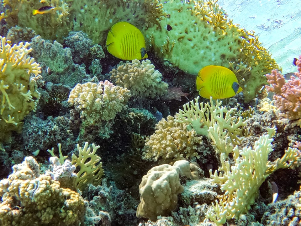 Sport & Freizeit Steigenberger Coraya Beach - Adults only