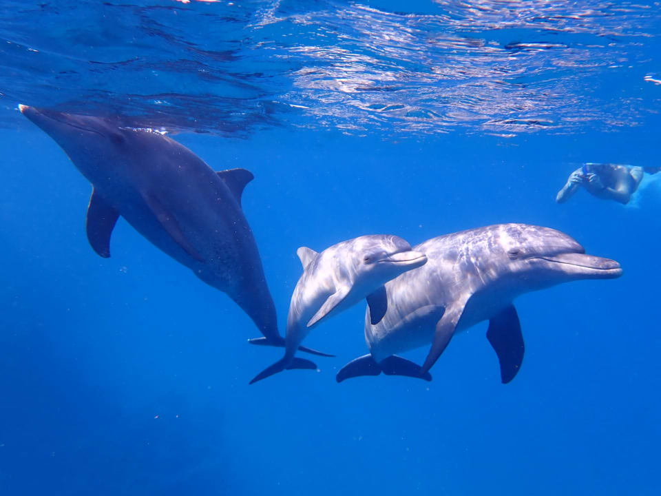 Sport & Freizeit Steigenberger Coraya Beach - Adults only