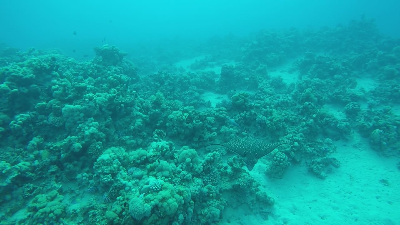 Sport & Freizeit Cleopatra Luxury Resort Makadi Bay