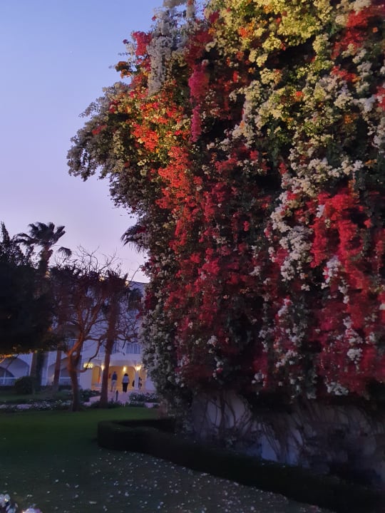 Gartenanlage Desert Rose