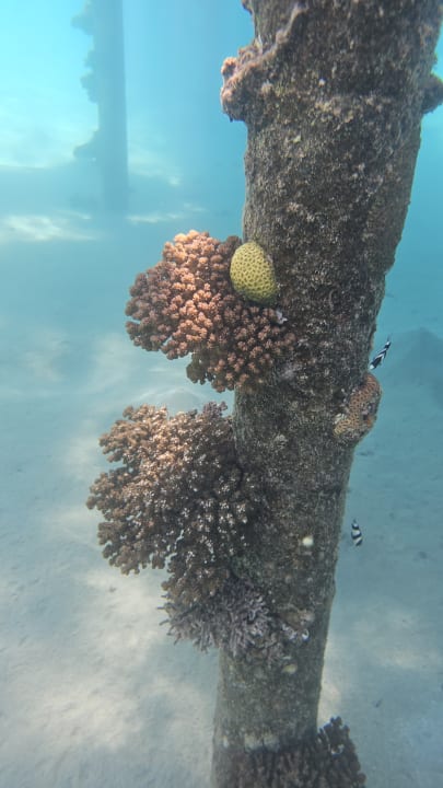 Sport & Freizeit Shams Alam Beach Resort