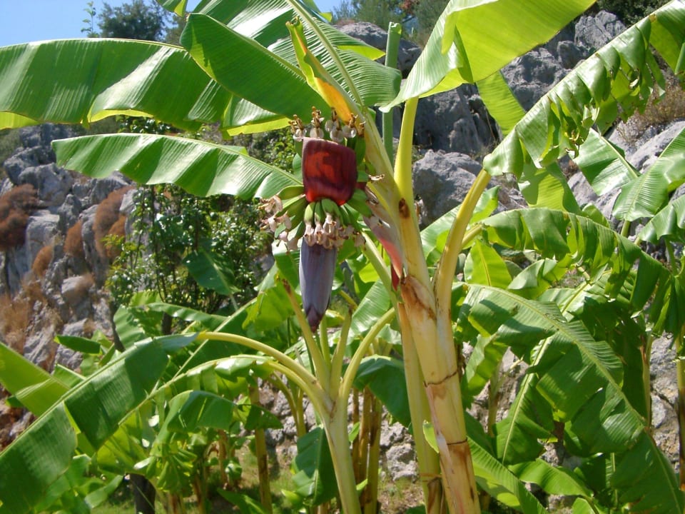 Bananen vor dem Restaurant TUI BLUE Seno - Adults Only
