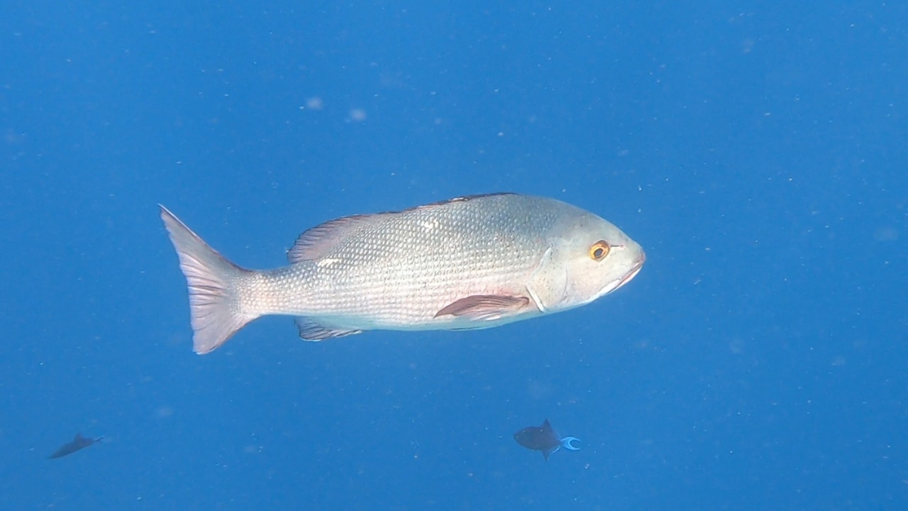 Sport & Freizeit NH Collection Maldives Reethi Resort