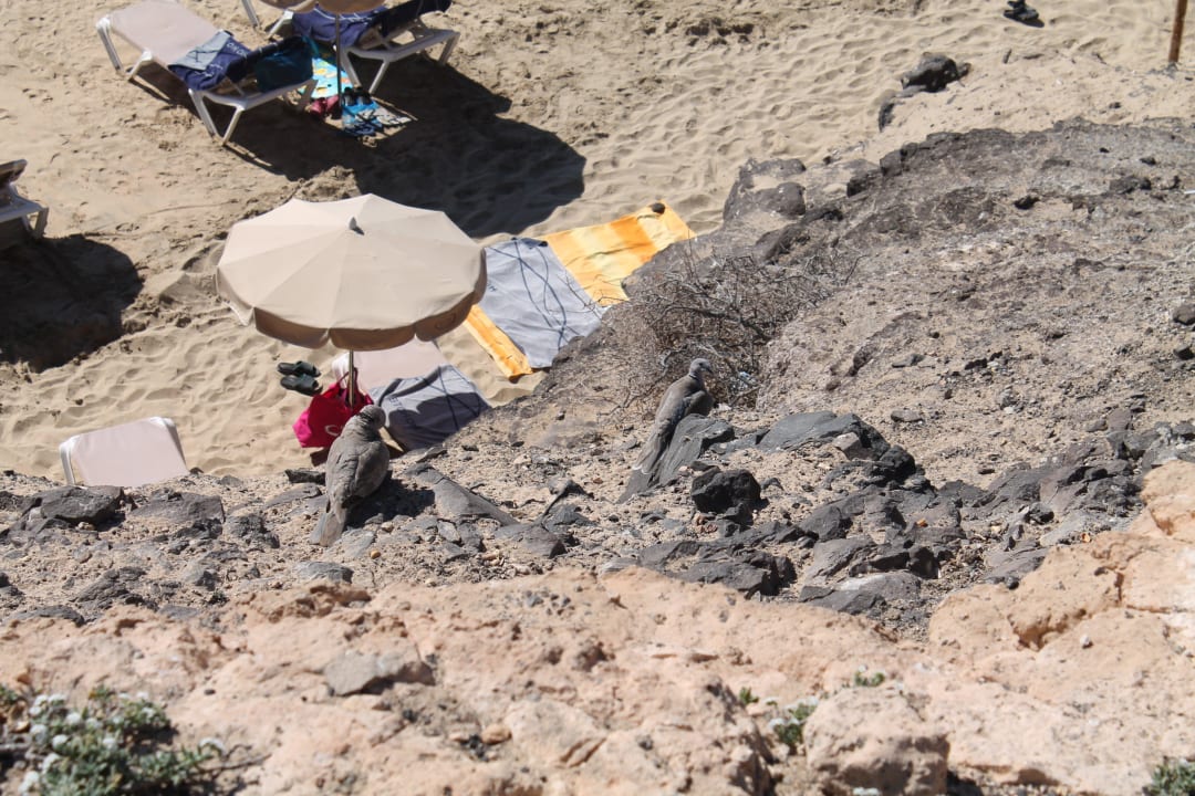 Felsen am Strand H10 Tindaya