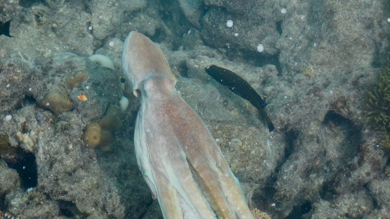 Sport & Freizeit Summer Island Maldives