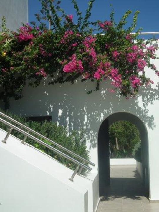 Bugenvilla. TUI BLUE Oceanis Beach and Spa Resort