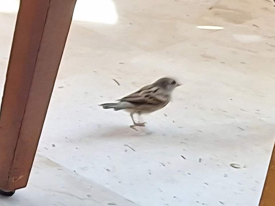 Sonstiges JAZ Neo Reef Marsa