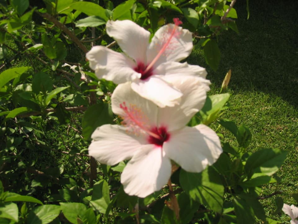 Schöne Blumen  Hotel Orfeus Park