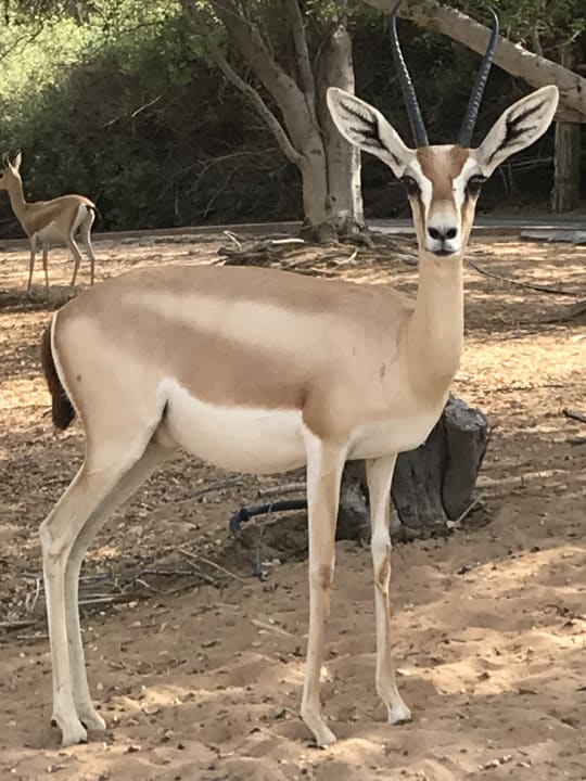 Gartenanlage Al Maha, A Luxury Collection Desert Resort & Spa