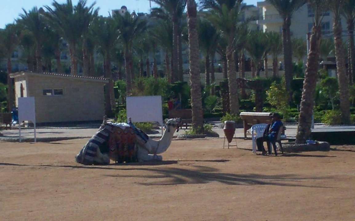 Верблюд на пляже Riviera Aqua Park Resort