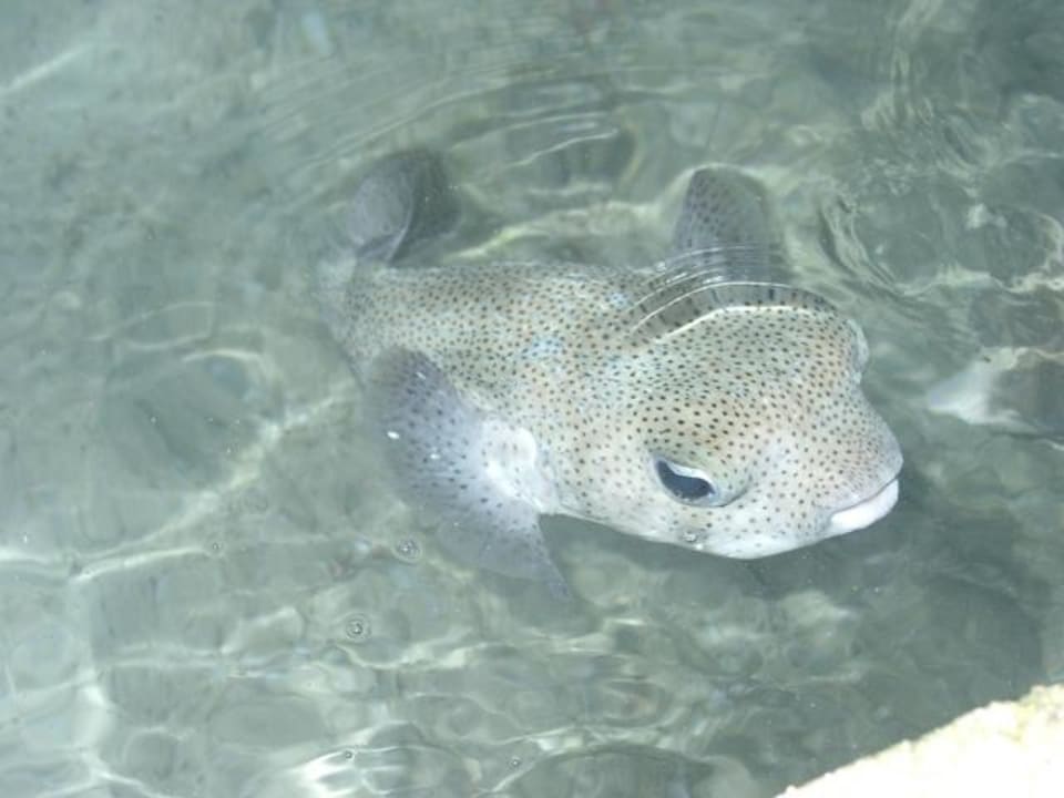 Fridolin der Kugelfisch Summer Island Maldives