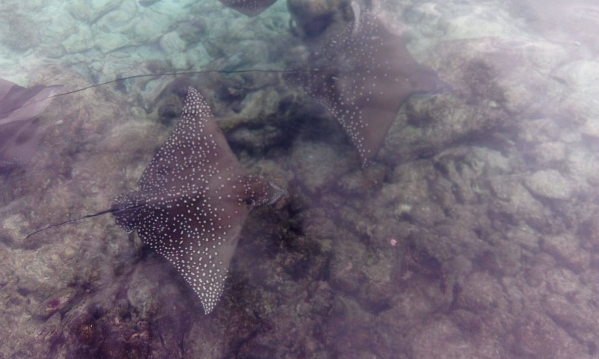Sehr beeindruckend Rochen Fihalhohi Maldives
