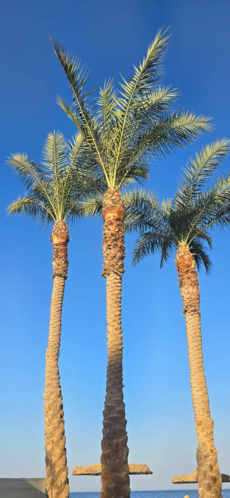 Strand Pickalbatros Citadel Resort