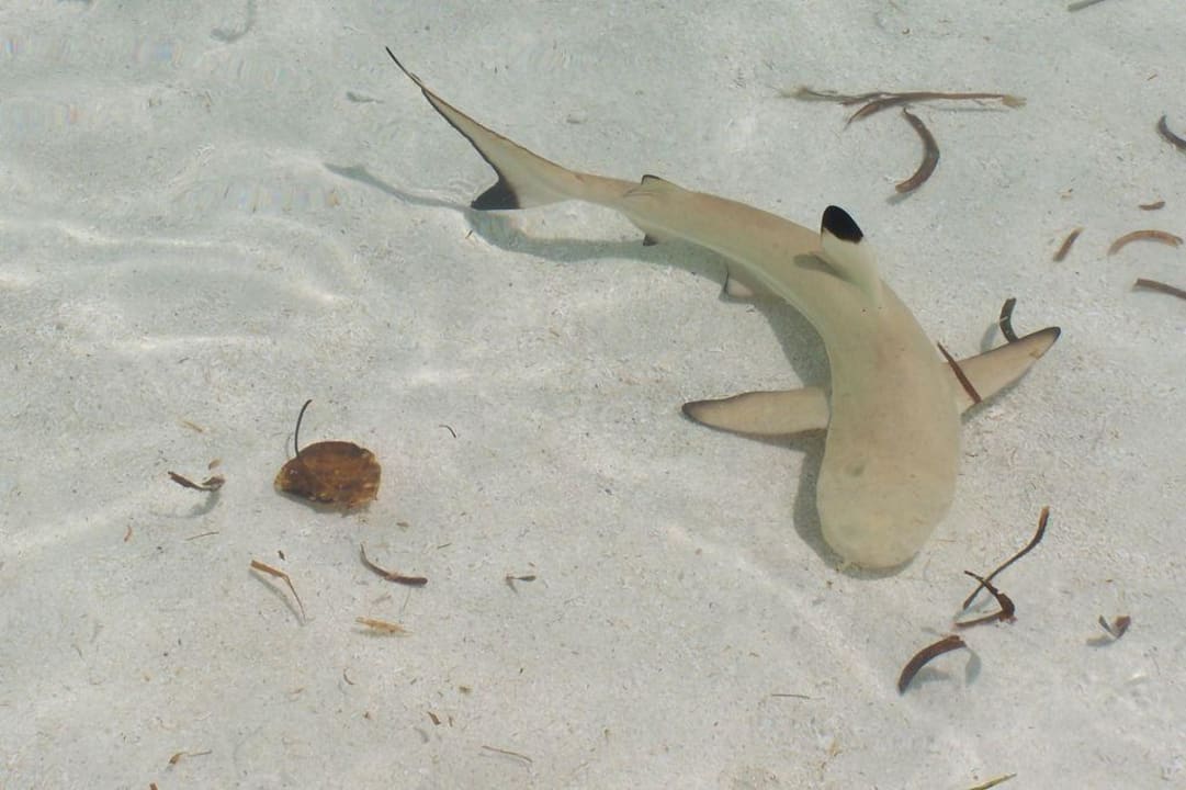 Riffhai Meeru Maldives Resort Island