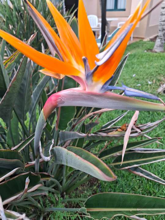 Gartenanlage allsun Hotel Esplendido