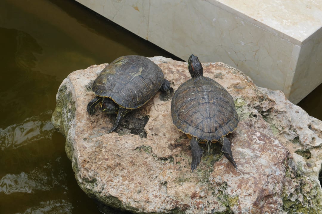 Kleine Schildkröten Iberostar Waves Tucan