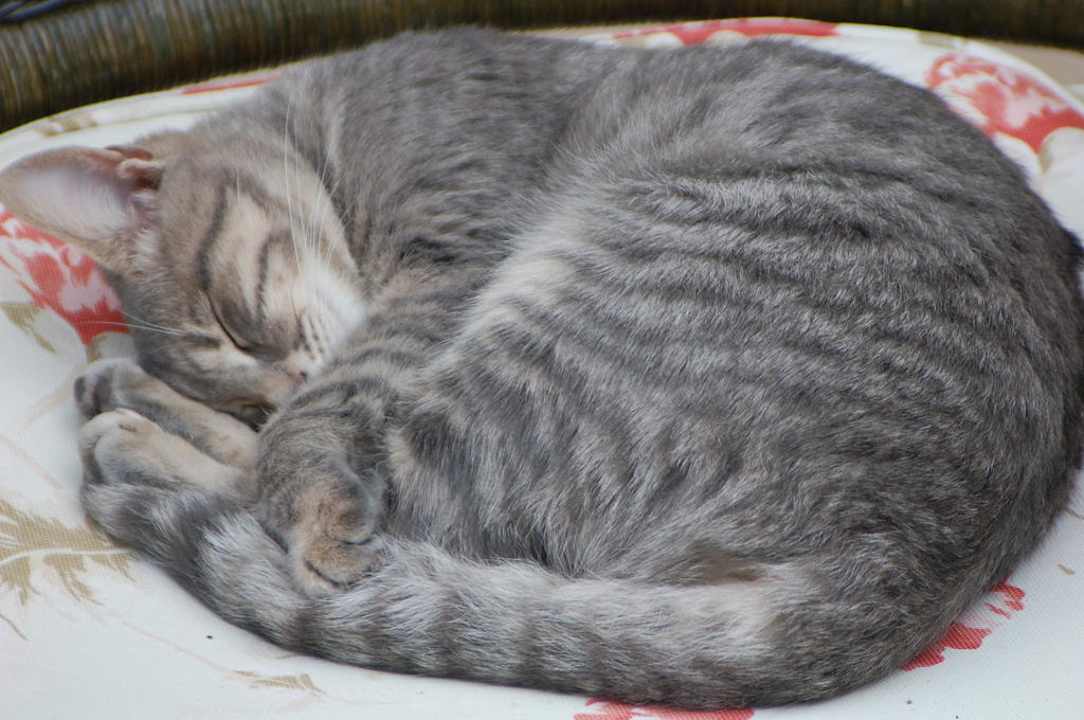 Eine der Hotelkatzen Aska Hotel Just in Beach